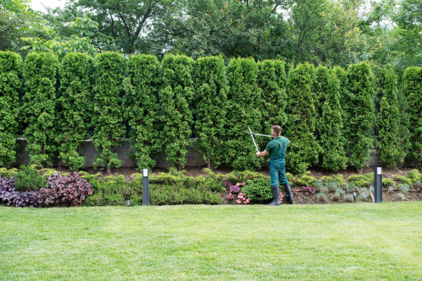 Professional  Tree Services in Sellersville, PA