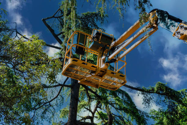 Why Choose Our Tree Removal Services in Sellersville, PA?