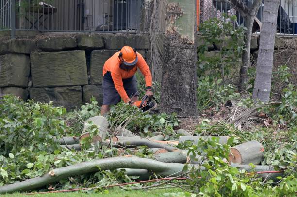 Best Tree Preservation Services  in Sellersville, PA