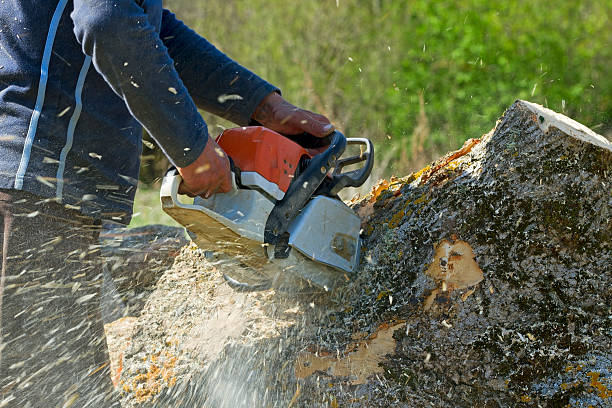 Leaf Removal Services